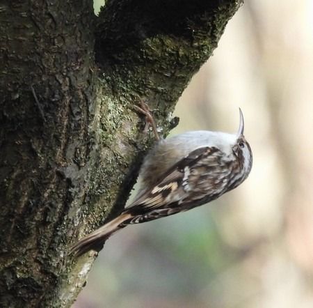 Rampichino comune  - Patrizio Gigli
