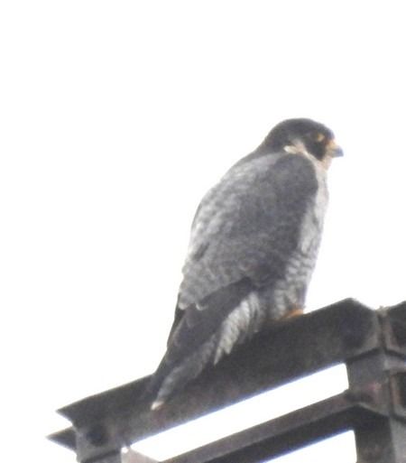 Falco pellegrino  - Patrizio Gigli