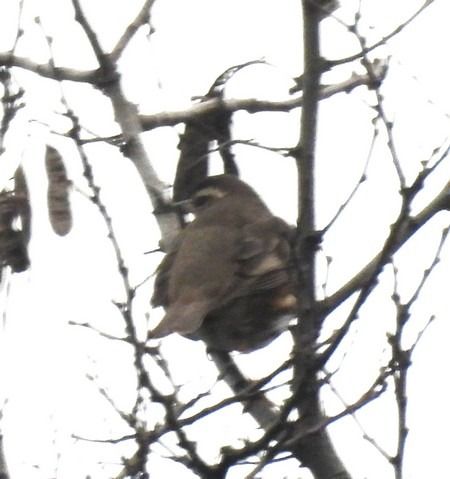 Tordo sassello  - Patrizio Gigli