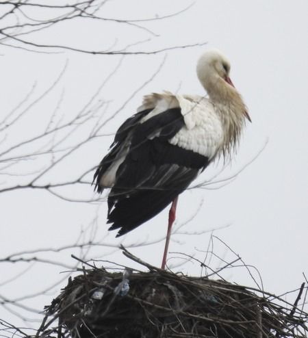 Cicogna bianca  - Patrizio Gigli