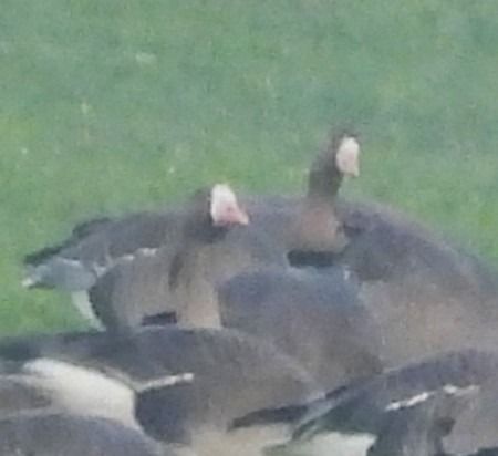 Oca lombardella minore  - Patrizio Gigli