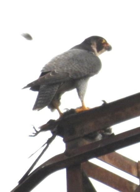 Falco pellegrino  - Patrizio Gigli