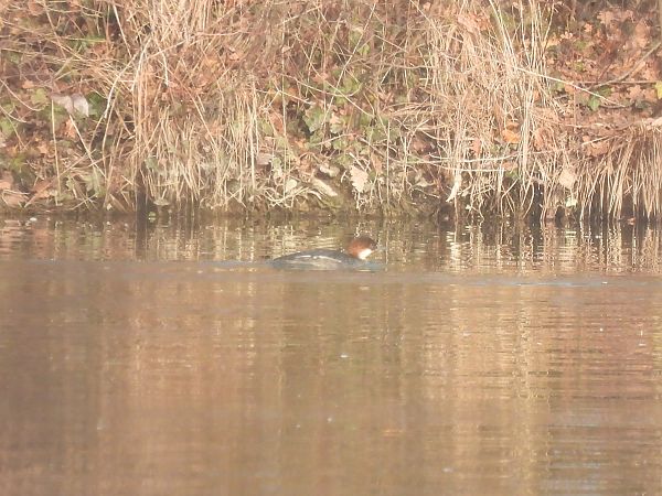Pesciaiola  - Niccolò Fagotto