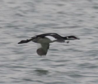 Ohrentaucher  - Pietro Scarpa