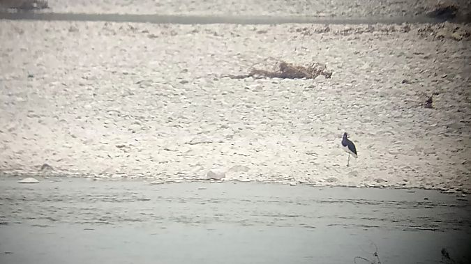 Cicogna nera  - Daniele Ronconi