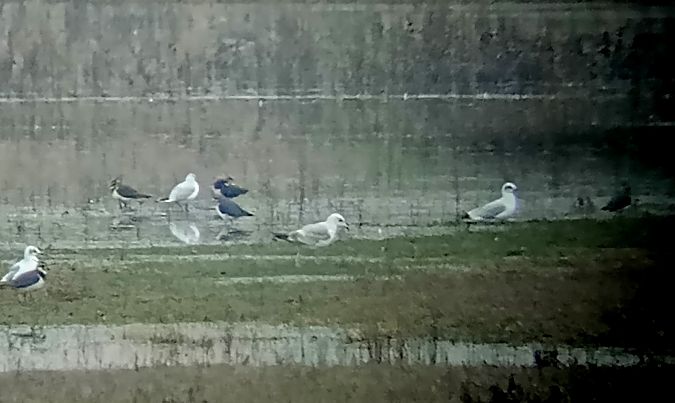 Gavina  - Daniele Ronconi