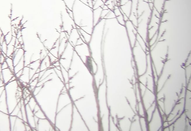 Picchio rosso minore  - Daniele Ronconi