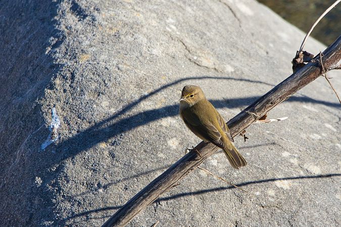 Luì piccolo  - Maria Giovanna Casanova