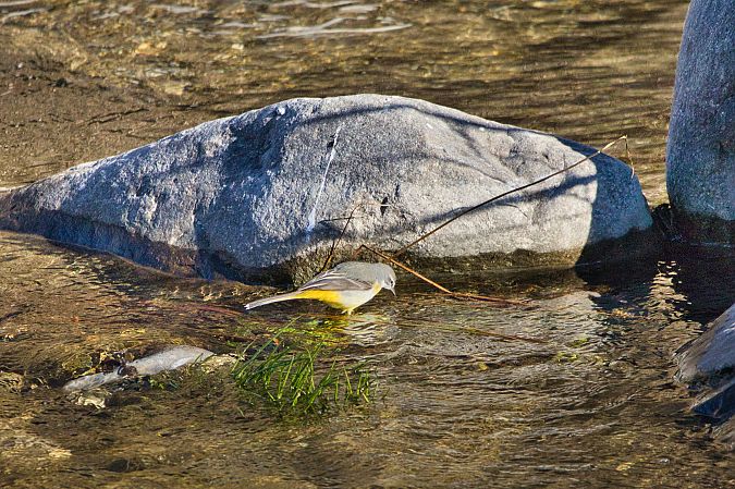 Ballerina gialla  - Maria Giovanna Casanova