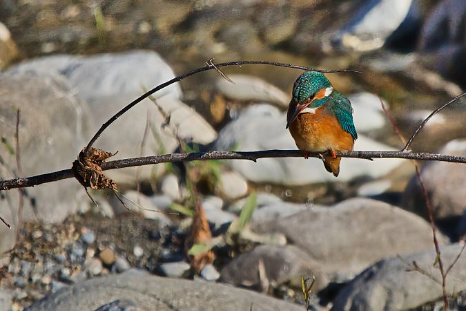 Martin pescatore  - Maria Giovanna Casanova