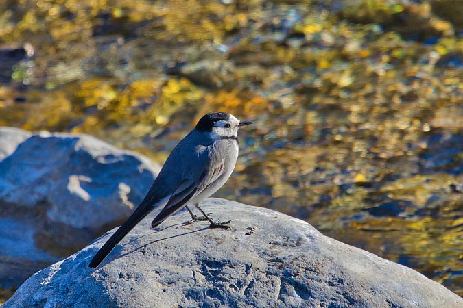 Ballerina bianca  - Maria Giovanna Casanova