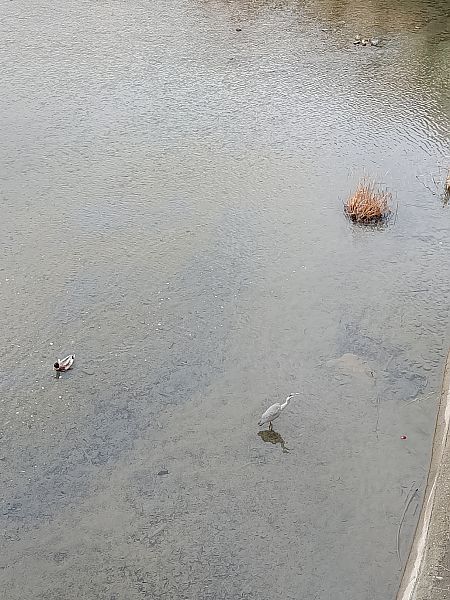 Airone cenerino  - Maria Giovanna Casanova