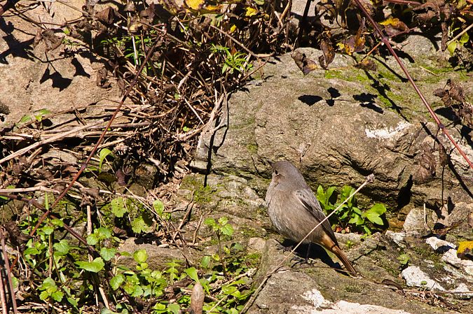Codirosso spazzacamino  - Maria Giovanna Casanova