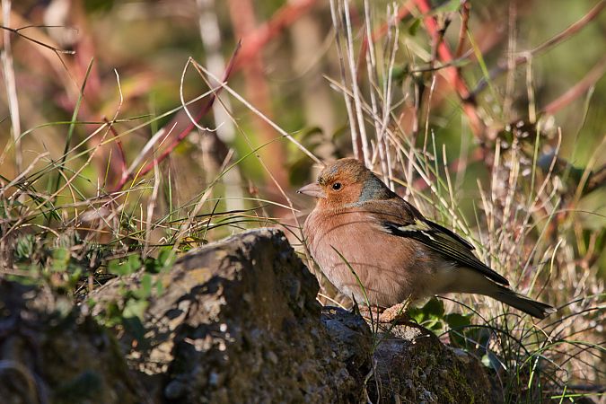 Fringuello  - Maria Giovanna Casanova
