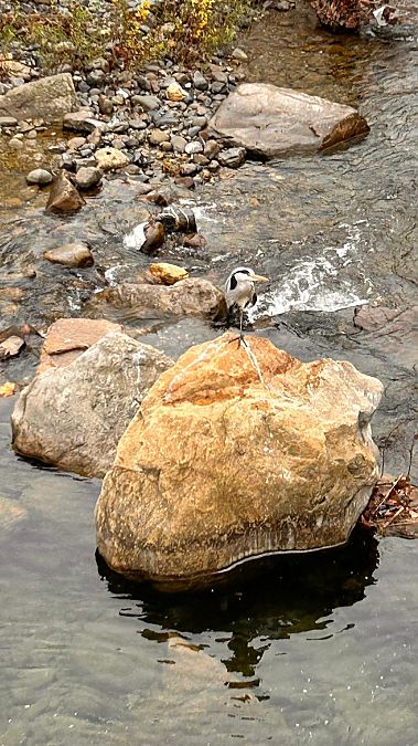 Airone cenerino  - Maria Giovanna Casanova