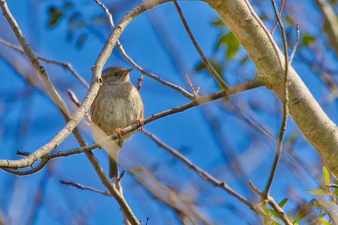Passera scopaiola  - Maria Giovanna Casanova