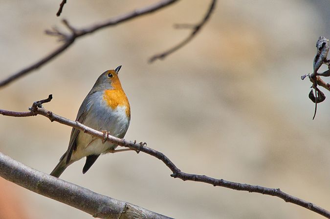 Pettirosso  - Maria Giovanna Casanova