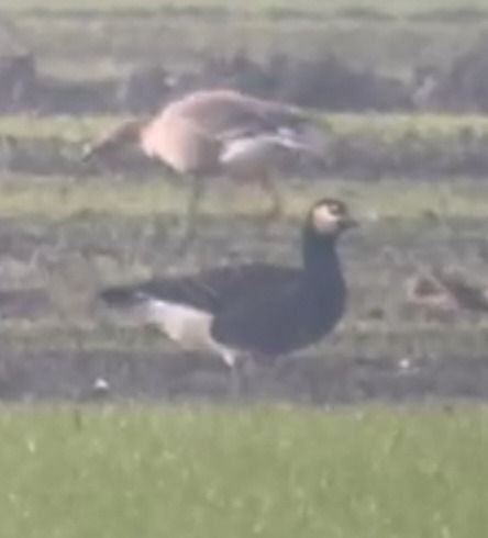 Ibrido di Oca indet . (Anser sp. o Branta sp.)  - Enrico Castellucci