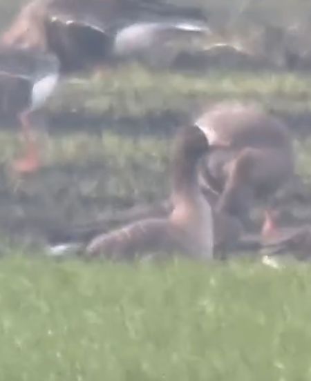 Oca lombardella minore  - Enrico Castellucci