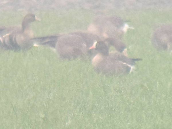 Oca lombardella minore  - Enrico Castellucci