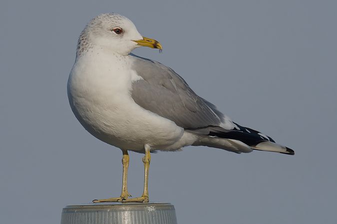 Common Gull 