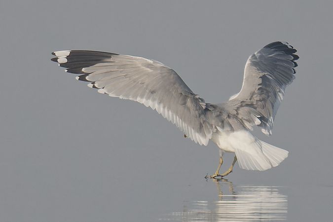 Common Gull 