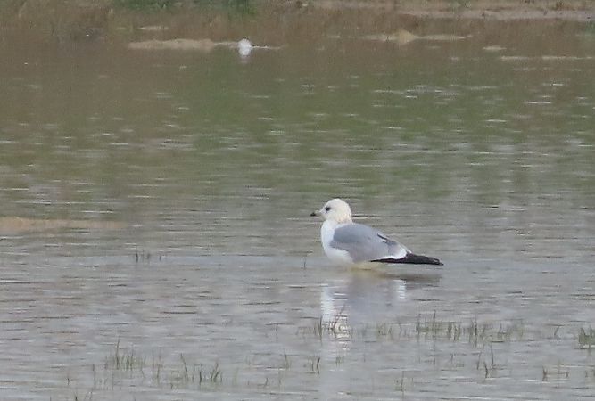 Gavina  - Ernesto Giovanni Occhiato