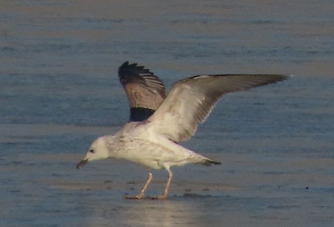 Gabbiano pontico  - Ernesto Giovanni Occhiato