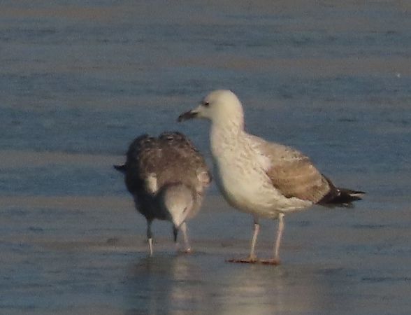 Gabbiano pontico  - Ernesto Giovanni Occhiato