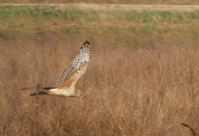 Albanella reale  - Ernesto Giovanni Occhiato