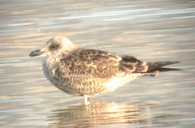 Zafferano intermedio  - Ernesto Giovanni Occhiato