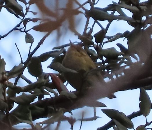 Luì di Hume  - Ernesto Giovanni Occhiato