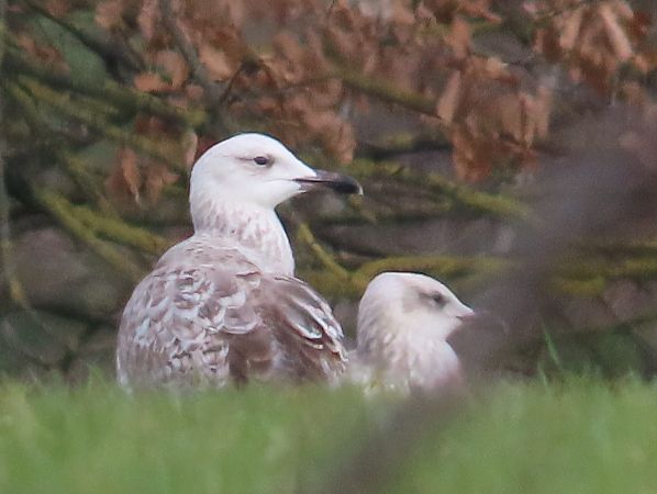 Gabbiano pontico  - Ernesto Giovanni Occhiato
