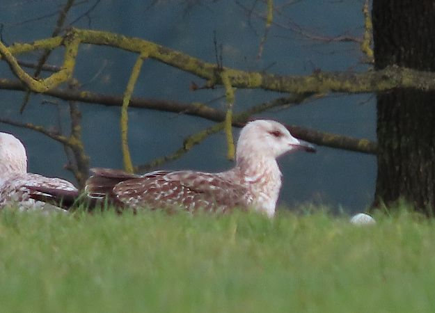 Zafferano  - Ernesto Giovanni Occhiato