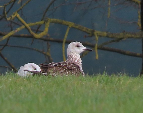Lesser Black-backed Gull  - Ernesto Giovanni Occhiato