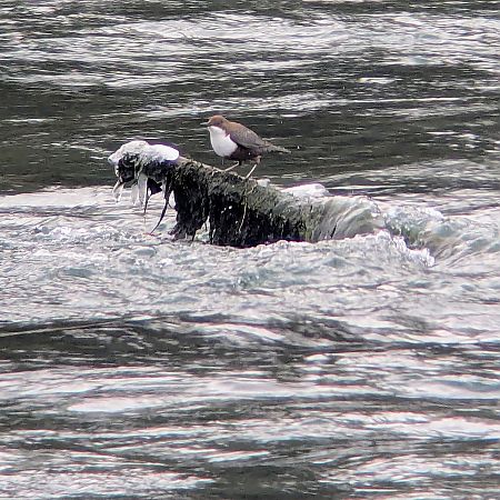 Merlo acquaiolo  - Paolo Bertini