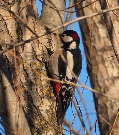 Picchio rosso maggiore  - Lotte Eisenstecken