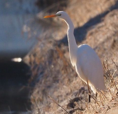 Airone bianco  - Lotte Eisenstecken