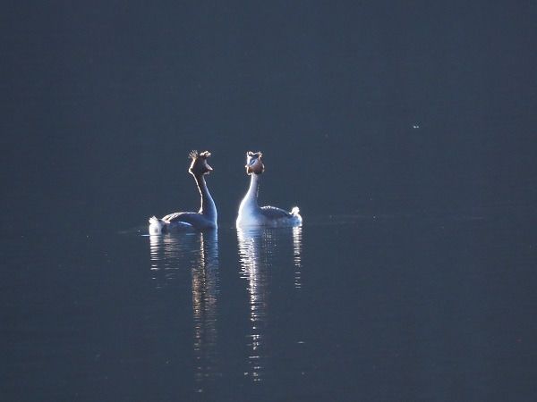 Svasso maggiore  - Lotte Eisenstecken