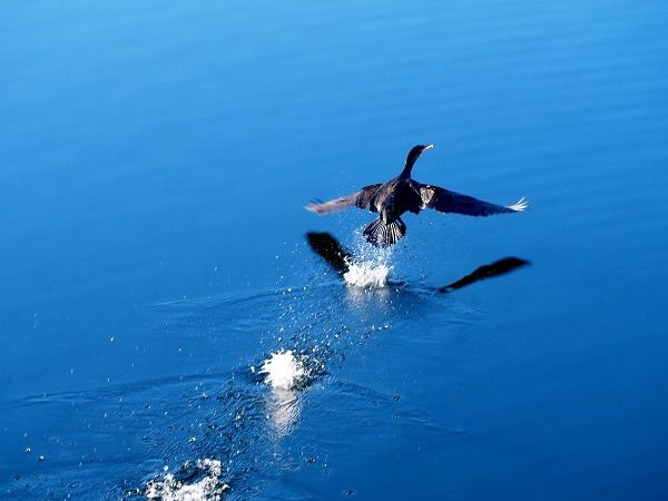 Kormoran  - Lotte Eisenstecken