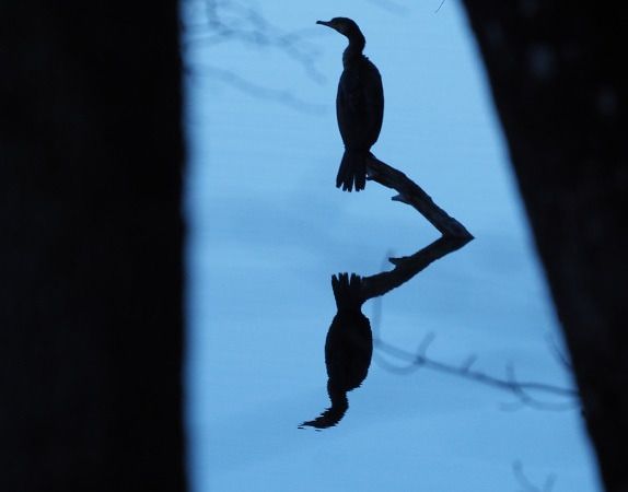 Cormorano  - Lotte Eisenstecken