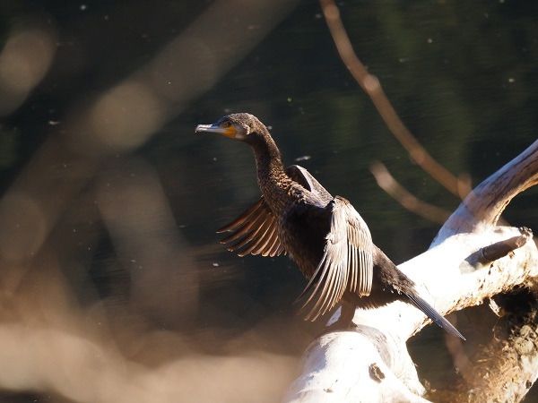 Cormorano  - Lotte Eisenstecken