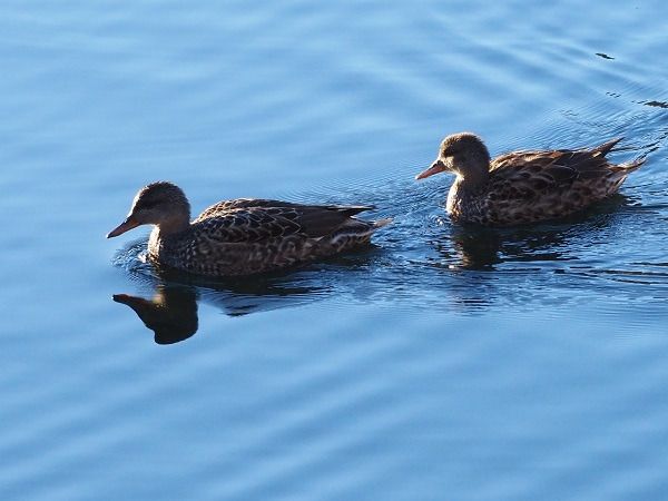 Canapiglia  - Lotte Eisenstecken