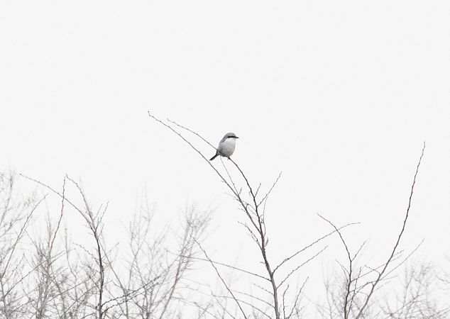 Averla maggiore  - Alma de Angelis