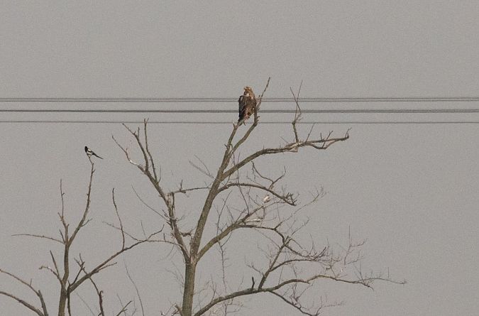 Aquila imperiale  - Alma de Angelis