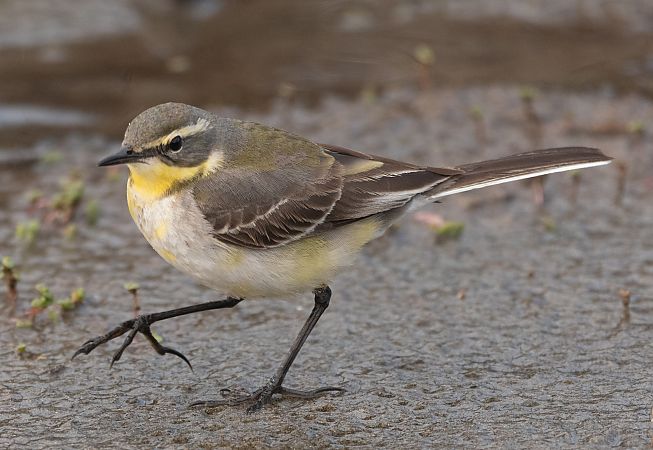 Cutrettola del Pacifico  - Roberto Villani