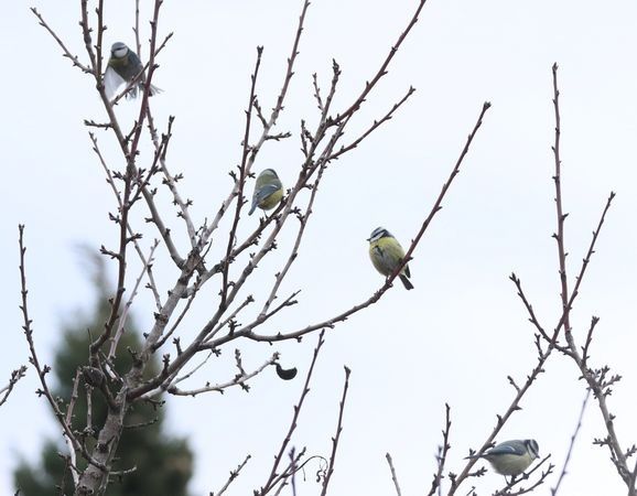 Cinciarella  - Christian Kofler