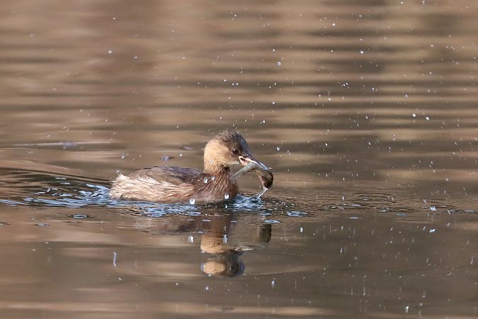 Tuffetto  - Christian Kofler