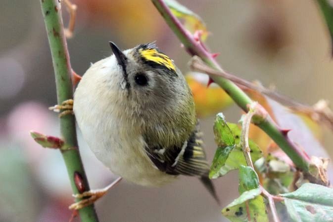 Regolo  - Christian Kofler