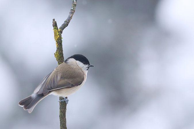 Cincia bigia  - Christian Kofler